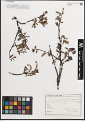 Foto von Salix L.
